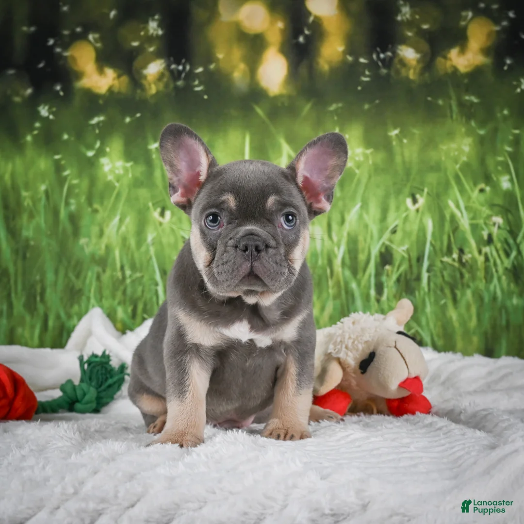 French Bulldog dogs for sale: Lucky - Ad 1