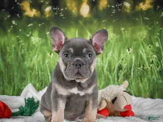 French Bulldog dogs for sale: Lucky - Ad 1
