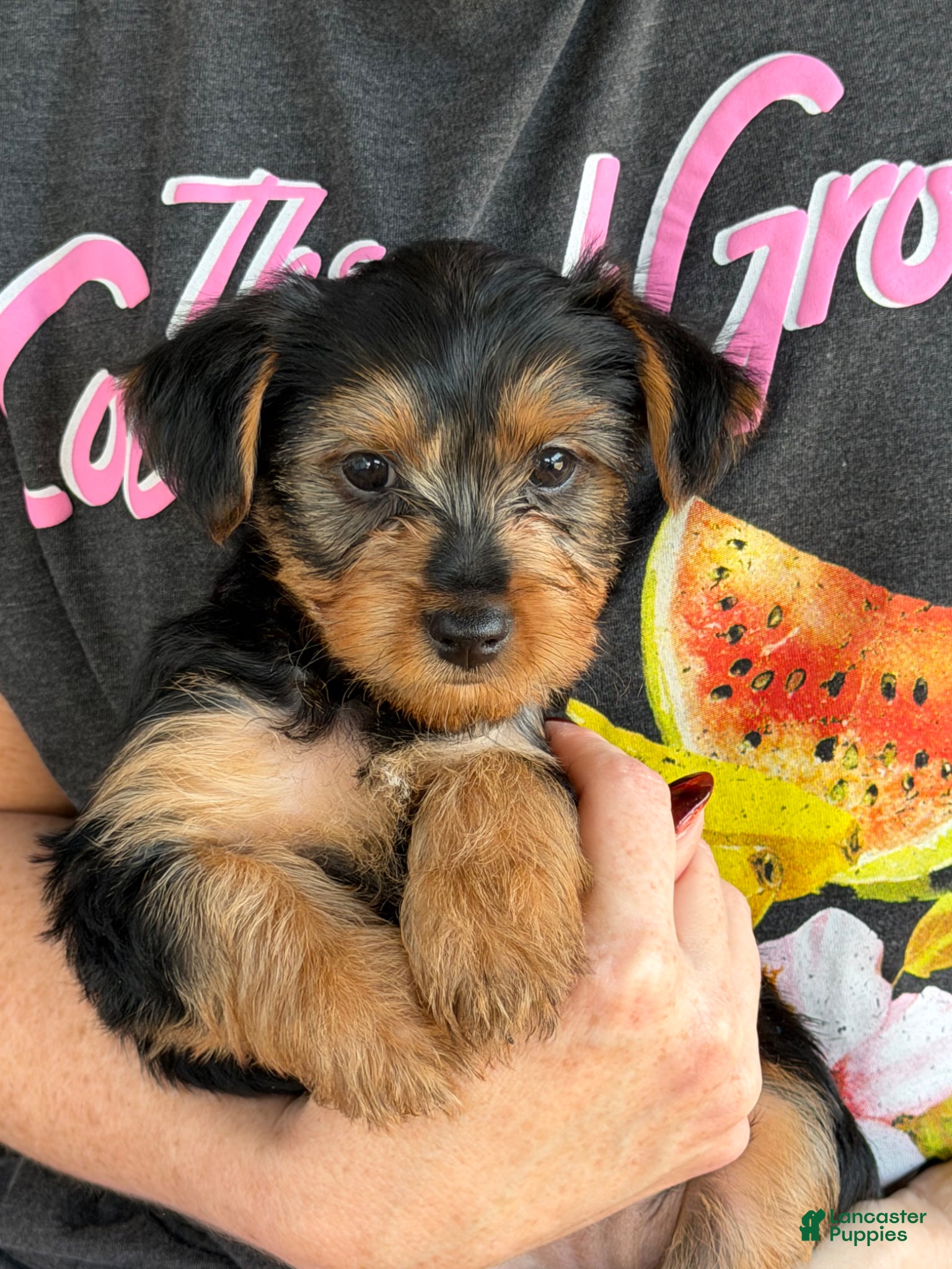 Yorkshire Terrier dogs for sale: Yorkshire Terrier Puppy 1 - Ad 3