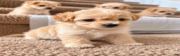 Maltipoo dogs for sale: Meet Kiwi — Sweet Little Maltipoo - Ad 2