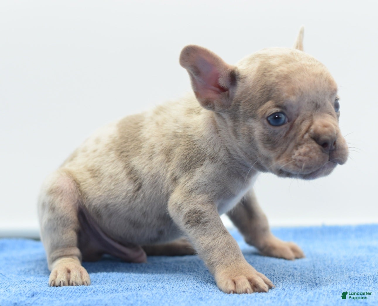 Mixed Breed dogs Milo merle  - Ad 2