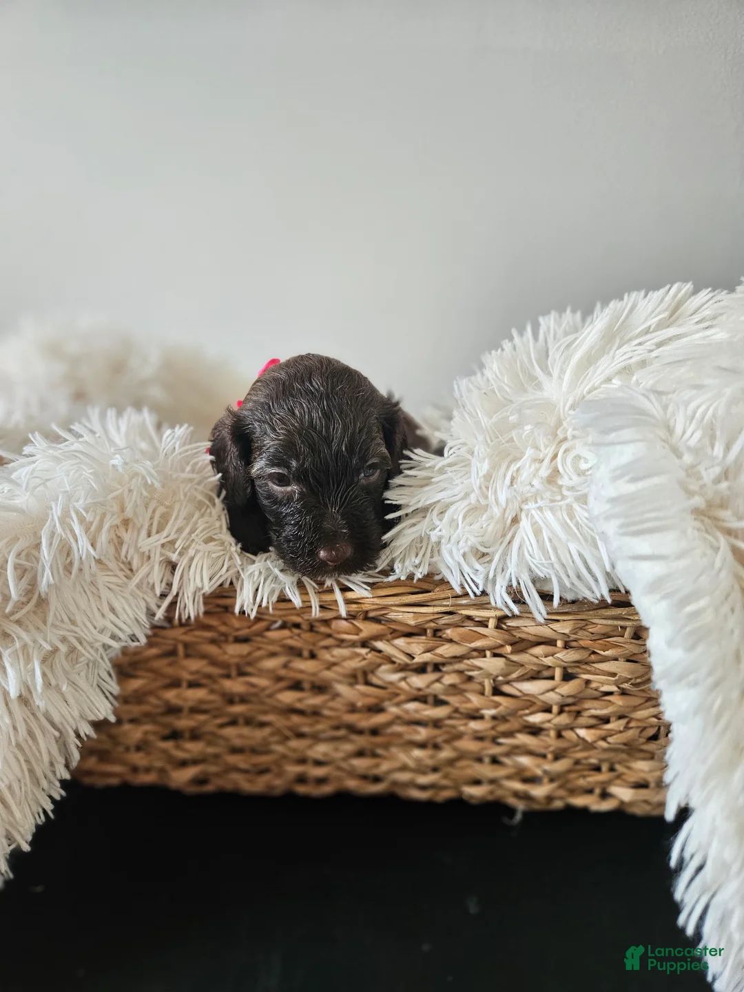 Portuguese Water Dog dogs for sale: Blu - Ad 1