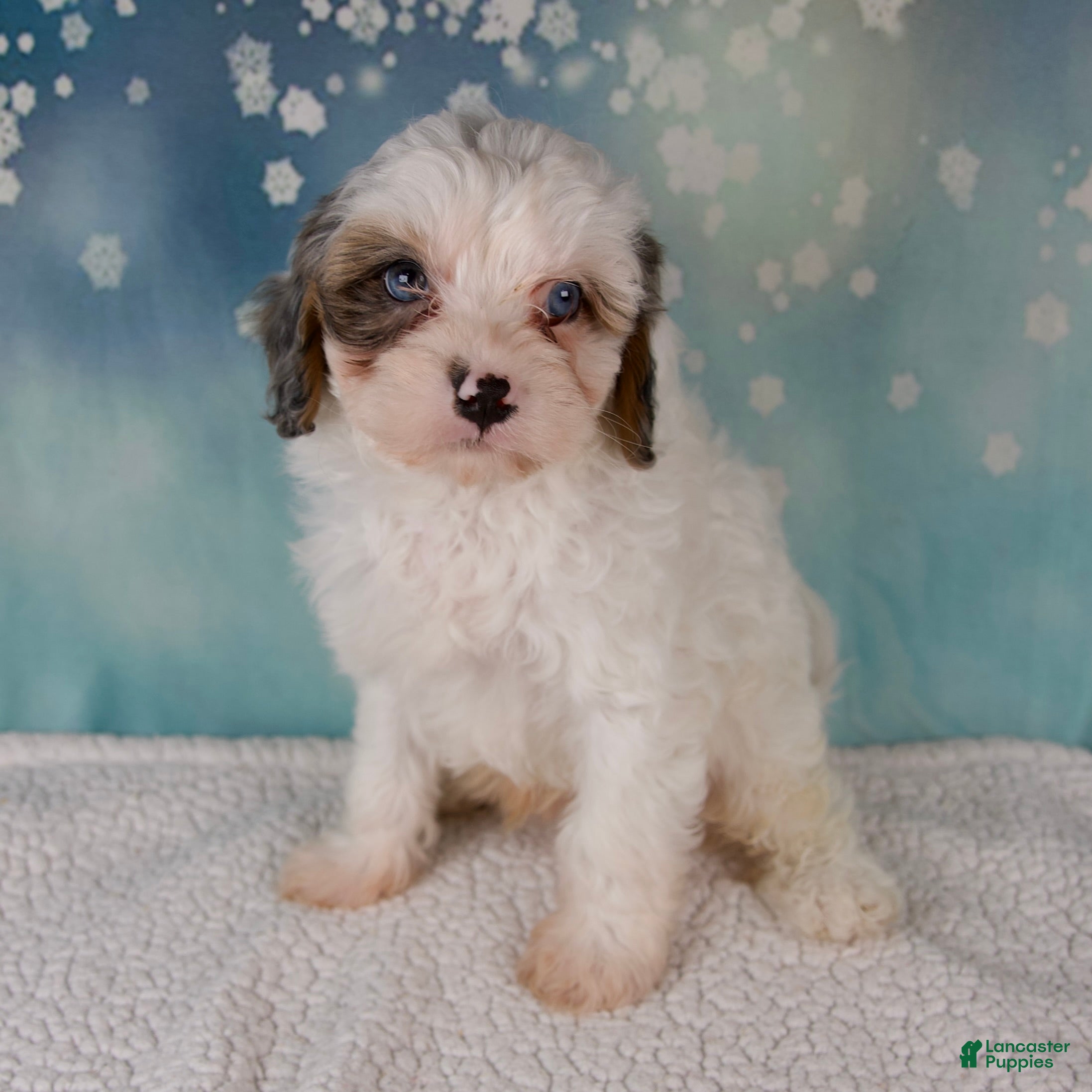 Cavapoo dogs Max - Ad 2