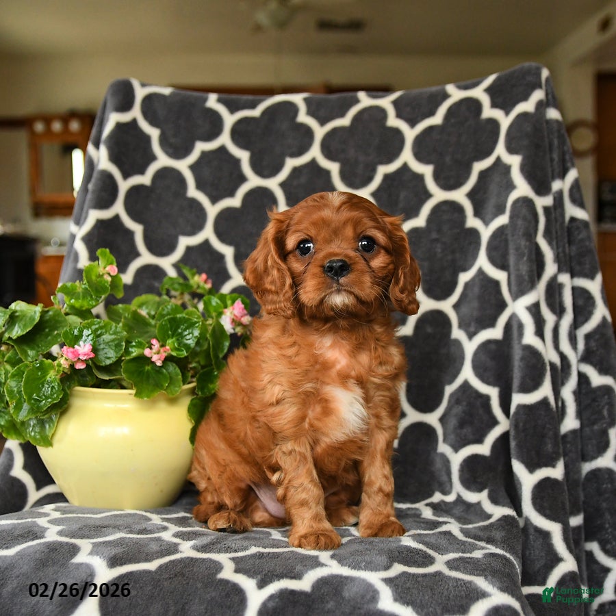 Cavalier King Charles Spaniel dogs Rusty - Ad 1