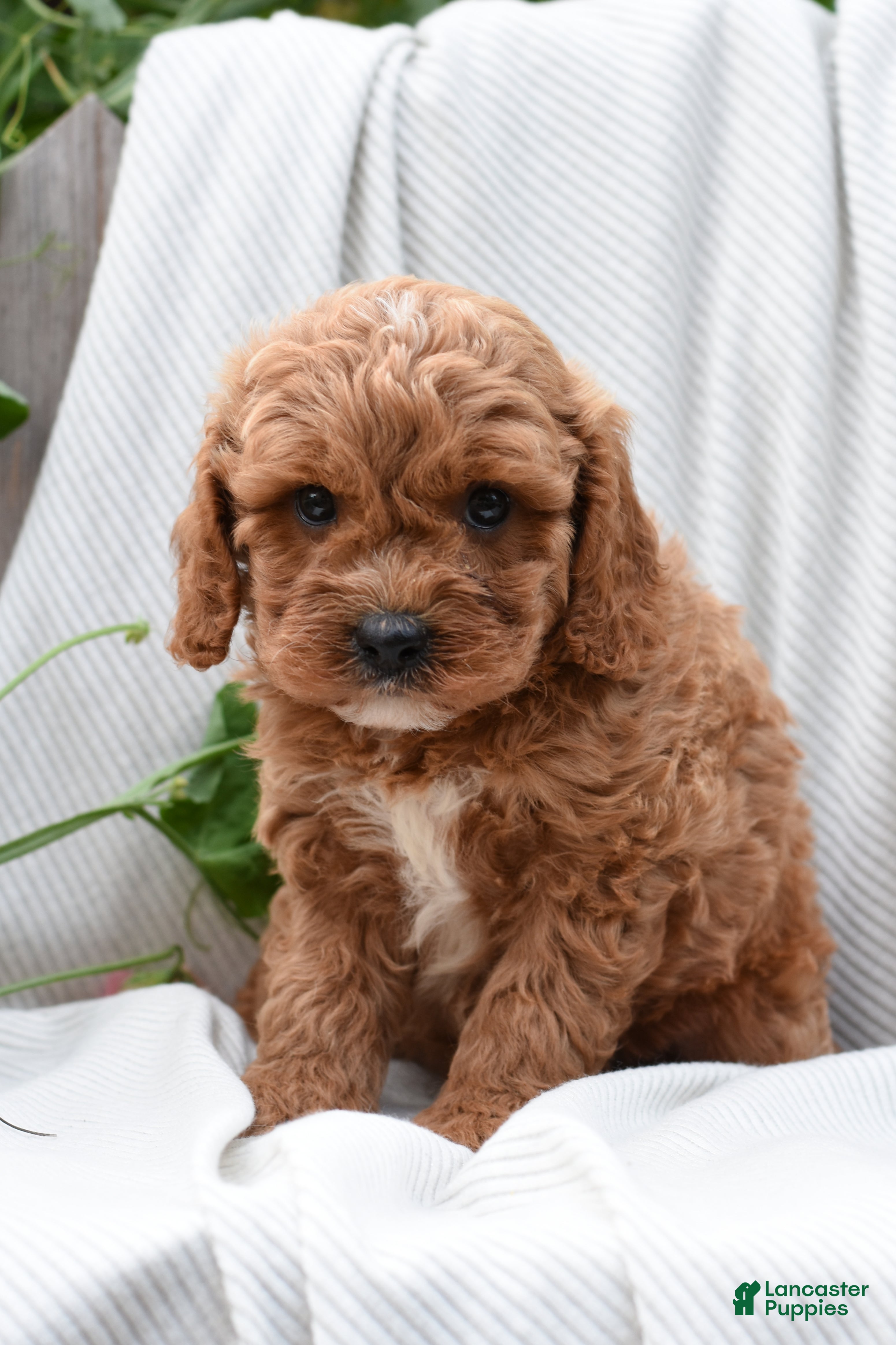 Cavapoo dogs for sale: Maddox - Ad 2