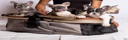 French Bulldog dogs for sale: French Bulldog Puppy 3 - Ad 12