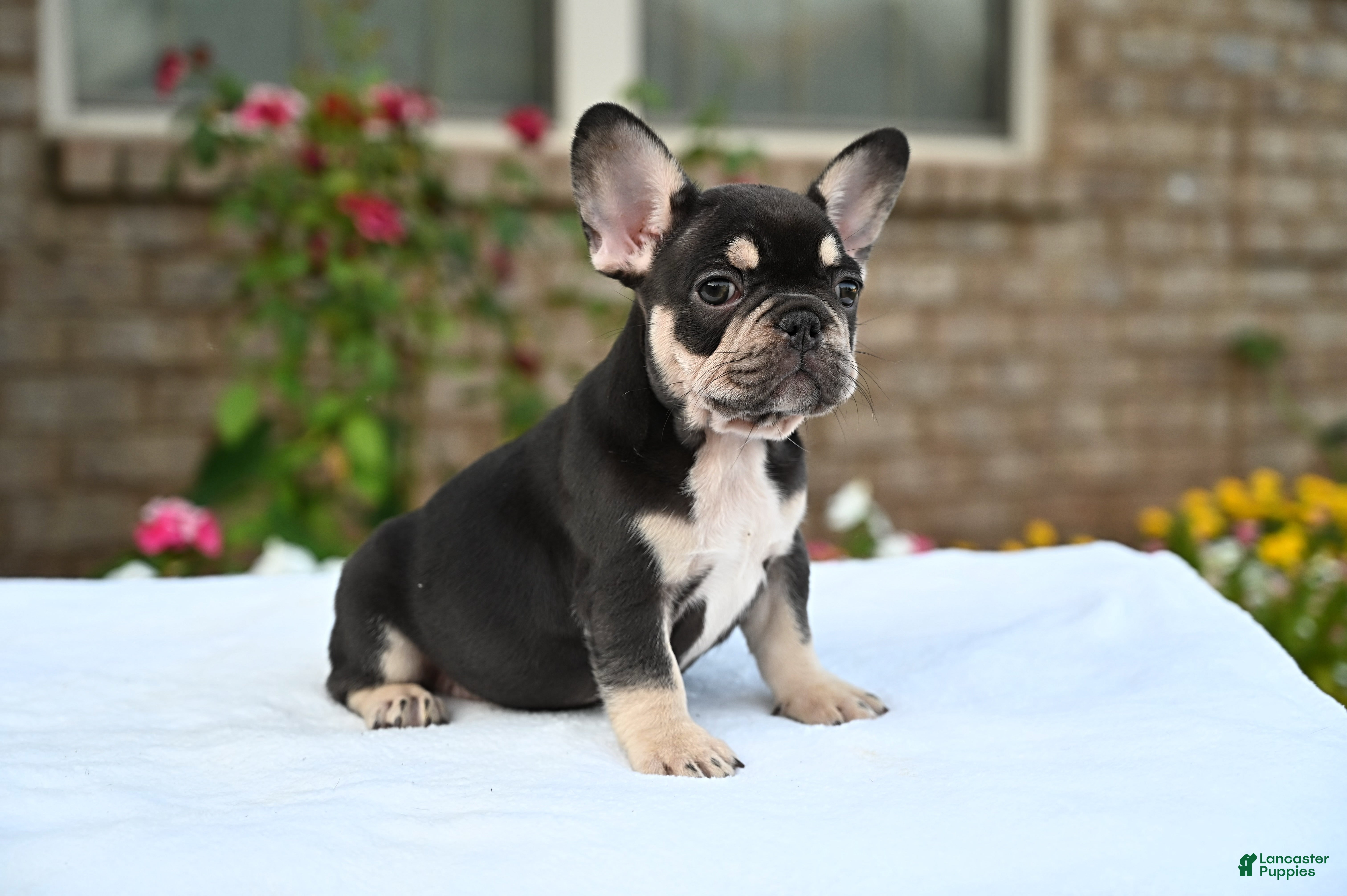 French Bulldog dogs Honey - Ad 2