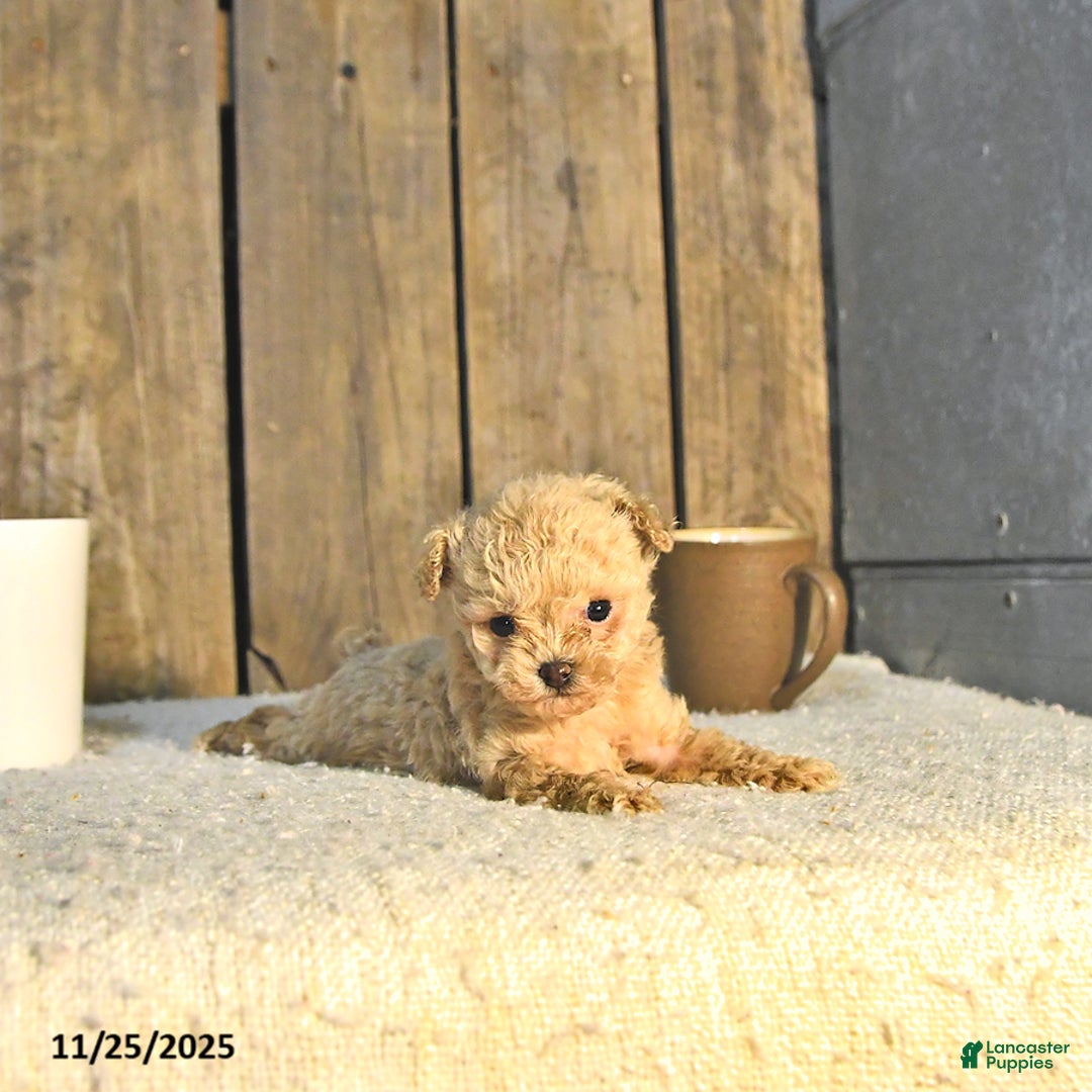 Toy Poodle dogs for sale: Liam EXTRA SMALL - Ad 4