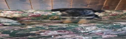 German Shepherd dogs for sale: Heather - Ad 10