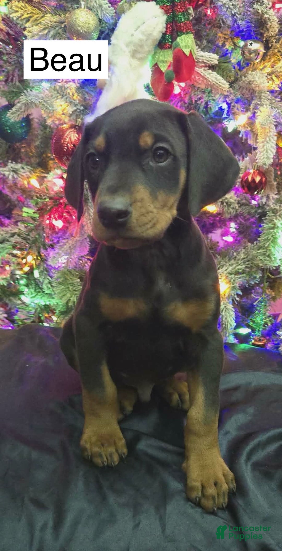 Doberman Pinscher dogs for sale: Beau - Ad 1