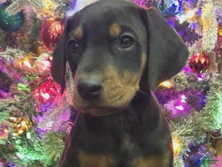 Doberman Pinscher dogs Beau - Ad 3