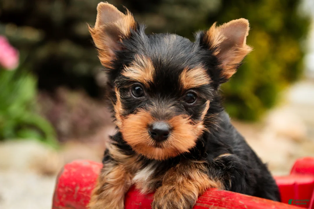 Yorkshire Terrier dogs for sale: Cheyenne - Ad 2