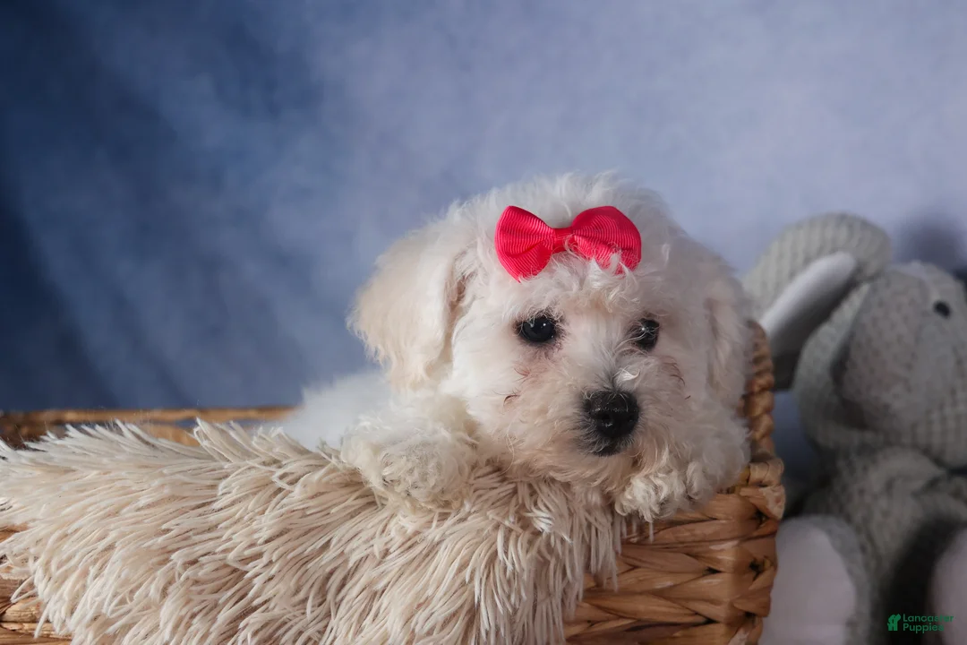 Bichon Frise dogs for sale: Dorria - Ad 13