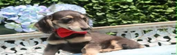 Miniature Dachshund dogs for sale: Miniature Dachshund 2 - Ad 6