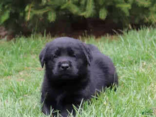 Labrador Retriever dogs for sale: Milo - Ad 1