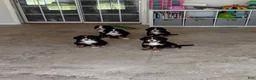 Bernese Mountain Dog dogs for sale: Bernese Mountain Dog 1 - Ad 21