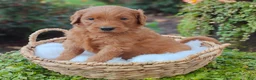 Goldendoodle dogs for sale: Rover - Ad 3