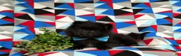 Pomeranian dogs for sale: Malik 9 lbs Full Grown - Ad 10