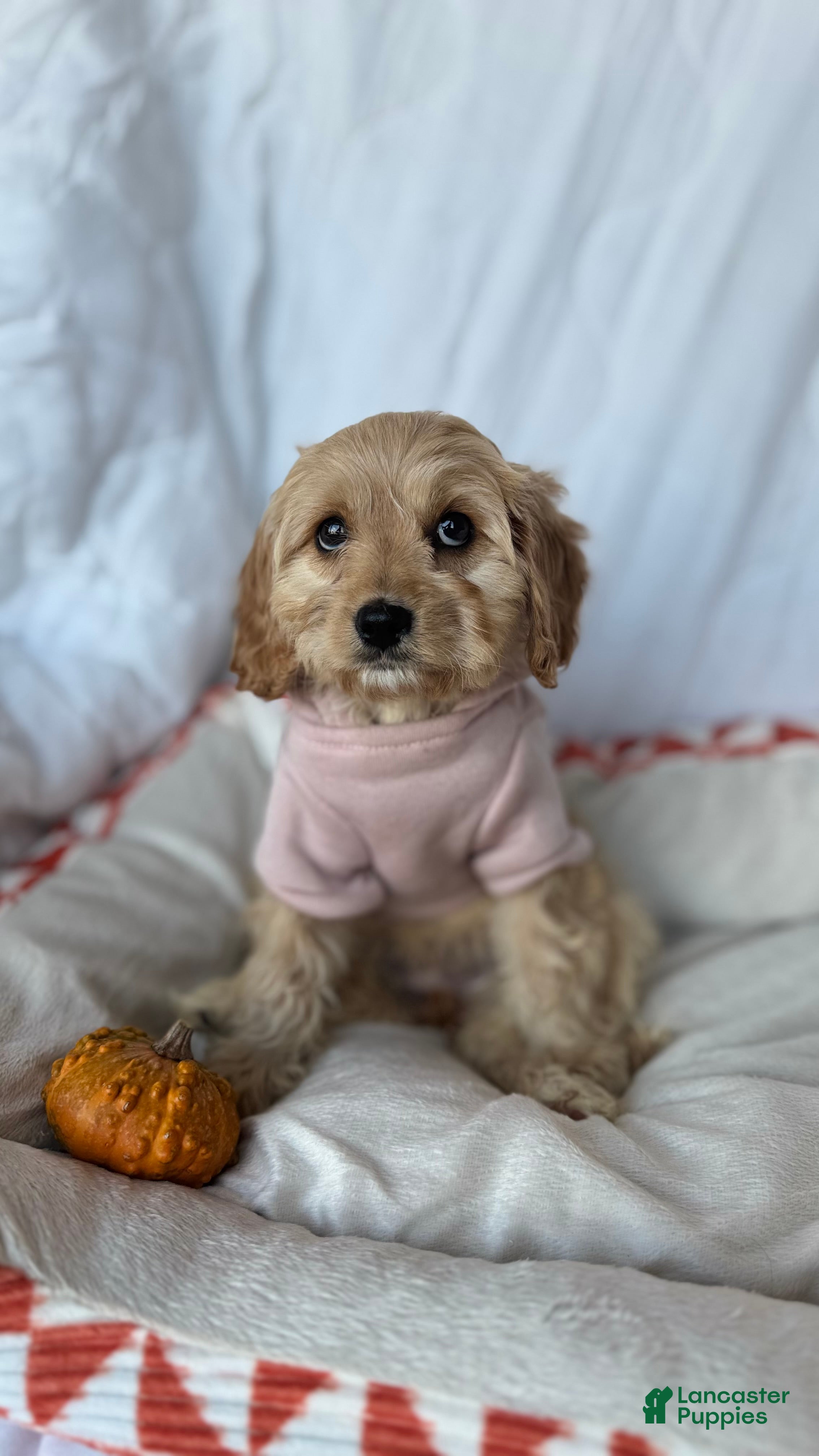 Cockapoo dogs 🌸🐶 Daisy – The Little Lady with a Heart of Gold 💗 - Ad 2