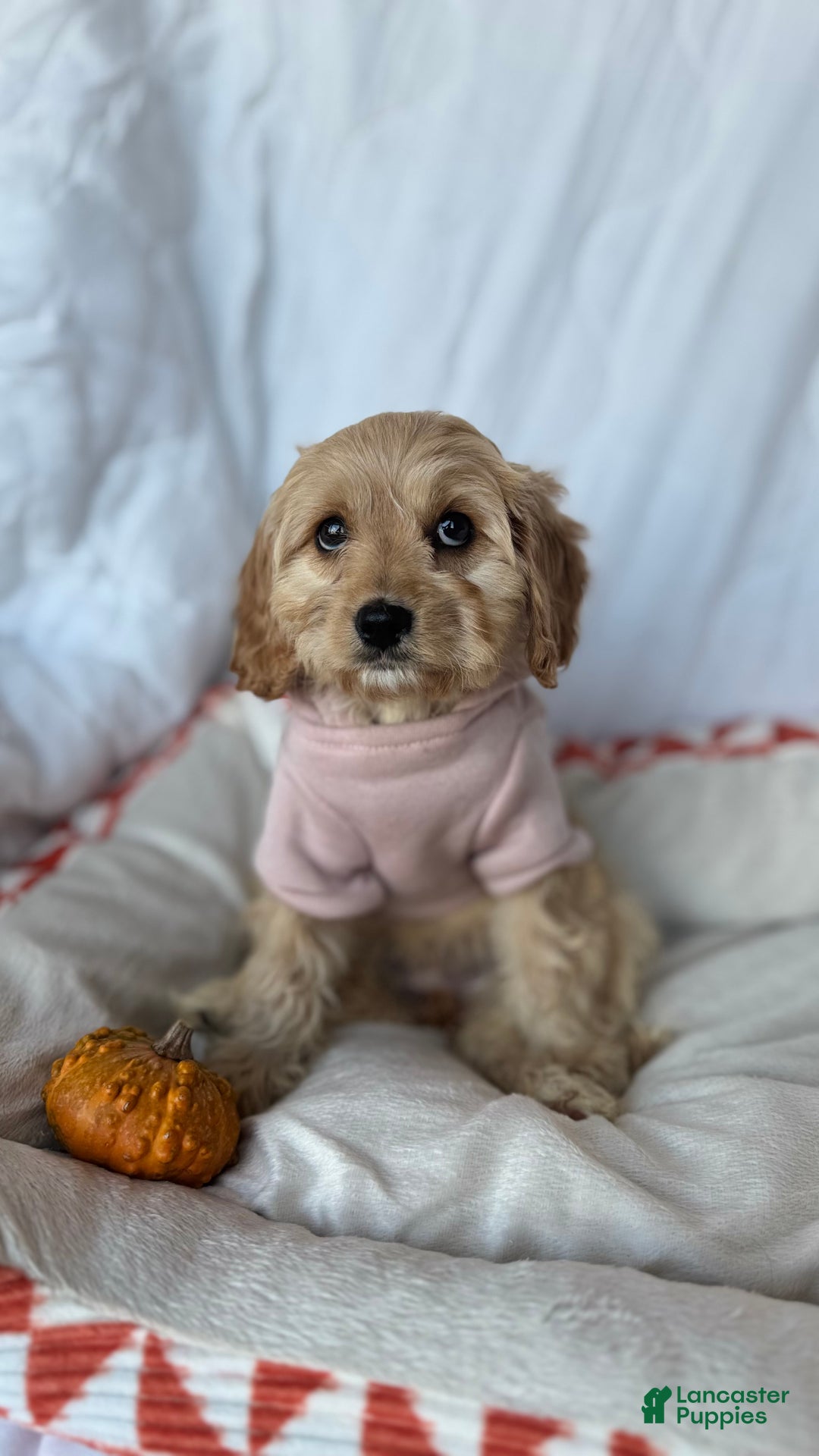 Cockapoo dogs for sale: 🌸🐶 Daisy – The Little Lady with a Heart of Gold 💗 - Ad 1