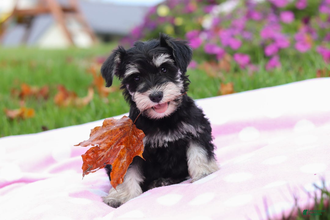 Miniature Schnauzer dogs for sale: Lexi - Ad 9