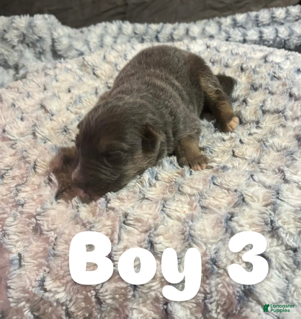 German Shepherd dogs Boy 3 - Ad 31