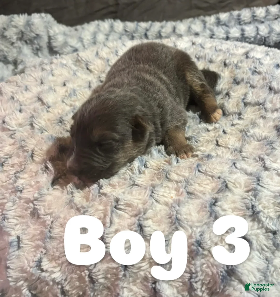 German Shepherd dogs for sale: Boy 3 - Ad 1