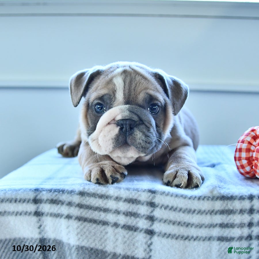 English Bulldog dogs for sale: Rambo - Ad 1