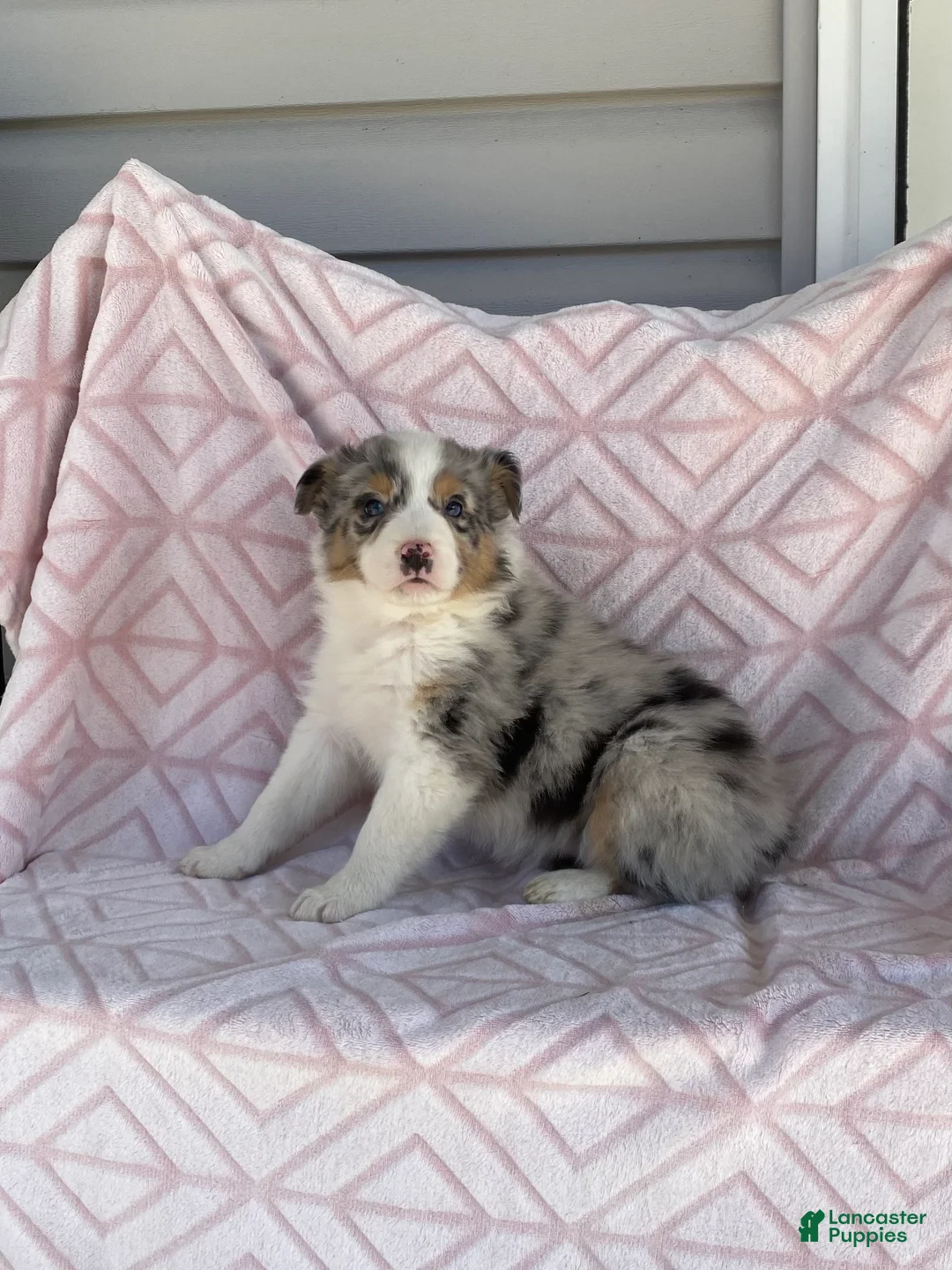 Australian Shepherd dogs for sale: Australian Shepherd Puppy 6 - Ad 4