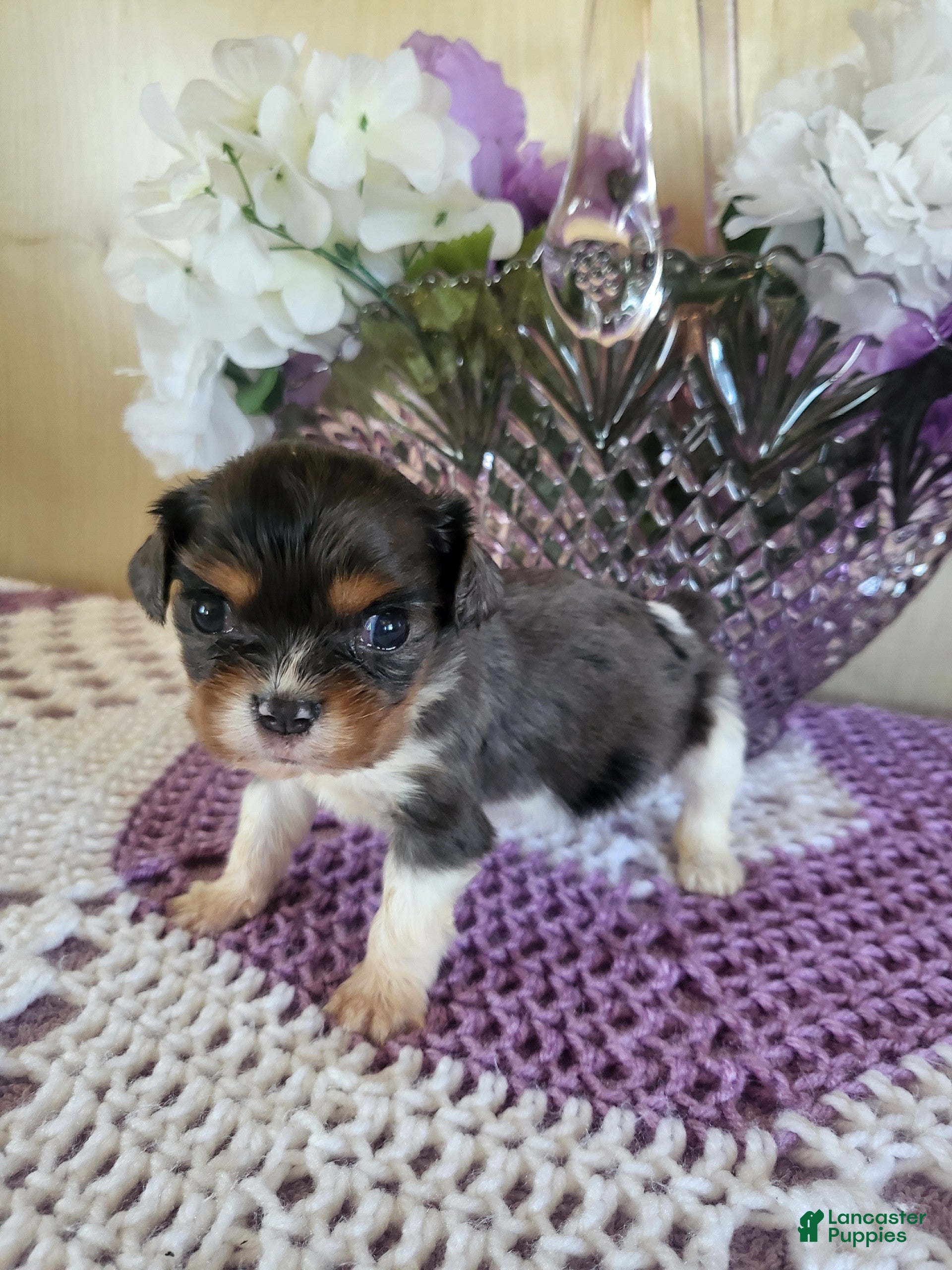 Cavalier King Charles Spaniel dogs Cavalier King Charles Spaniel Puppy 1 - Ad 40