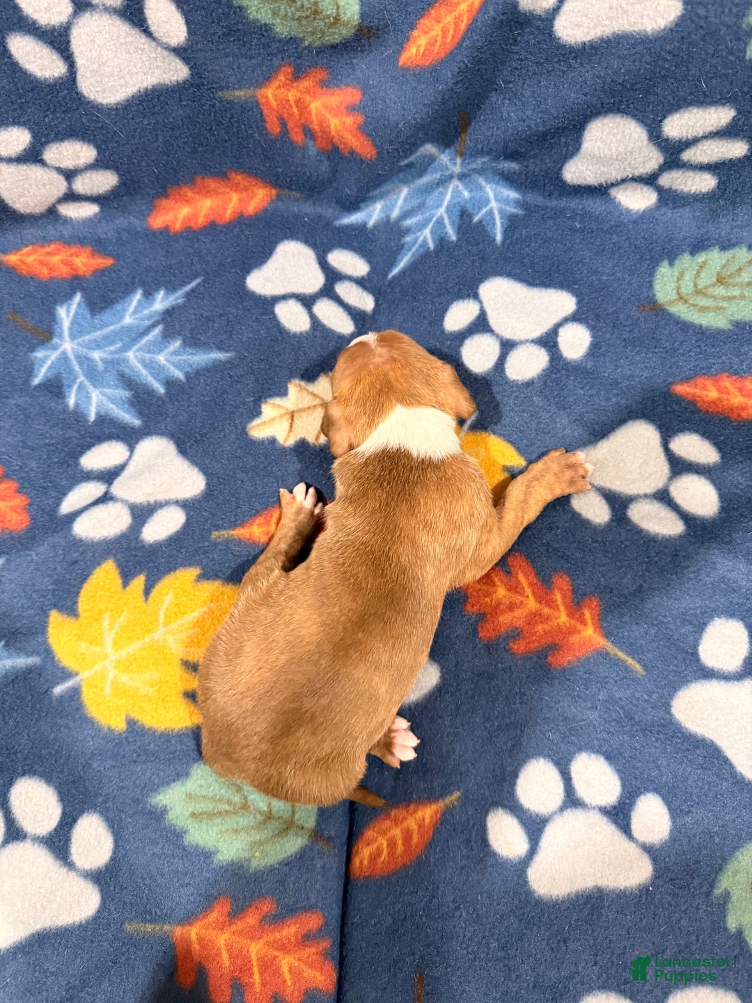 American Bully dogs for sale: American Bully Puppy 4 - Ad 2