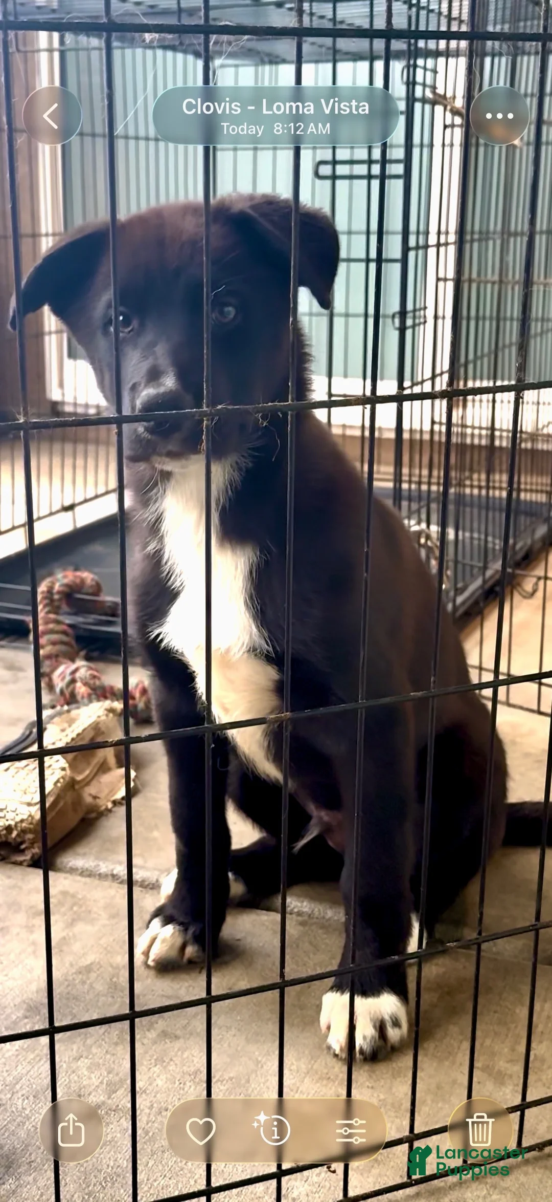 Mixed Breed dogs for sale: Slick Rick - Ad 2