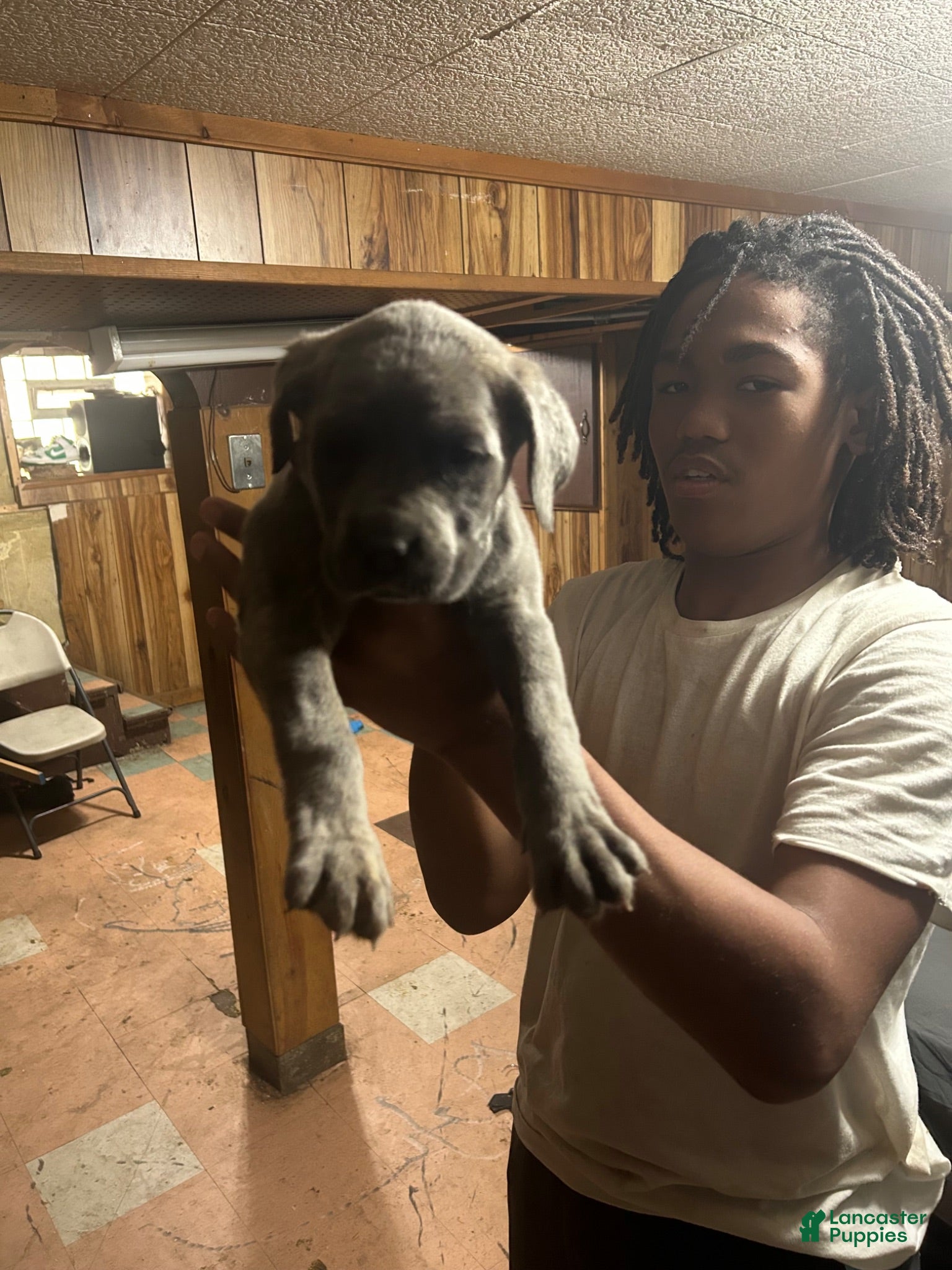 Cane Corso dogs Cane Corso 5 - Ad 23