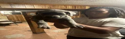 Cane Corso dogs for sale: Cane Corso 5 - Ad 1