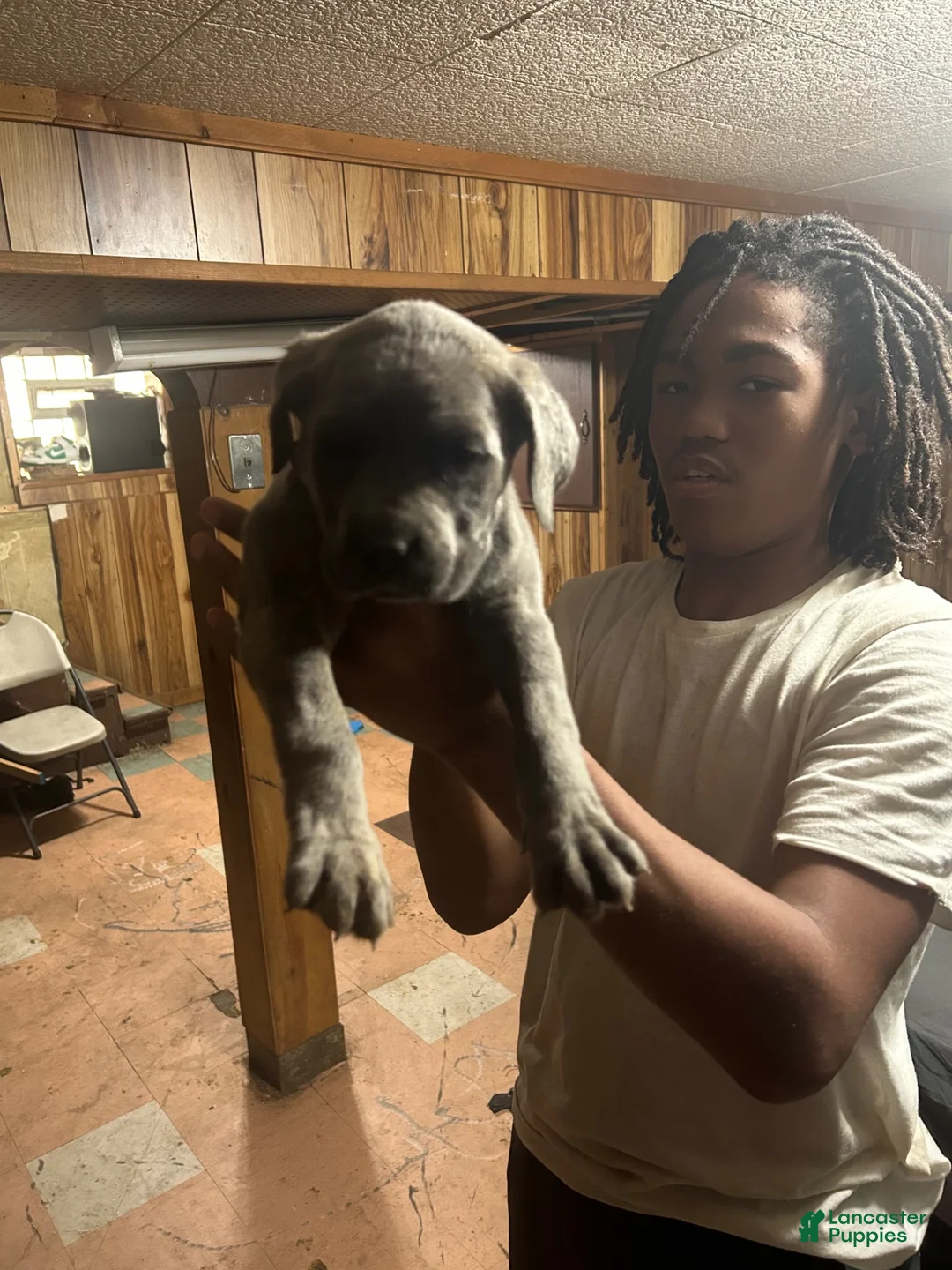 Cane Corso dogs for sale: Cane Corso 5 - Ad 1