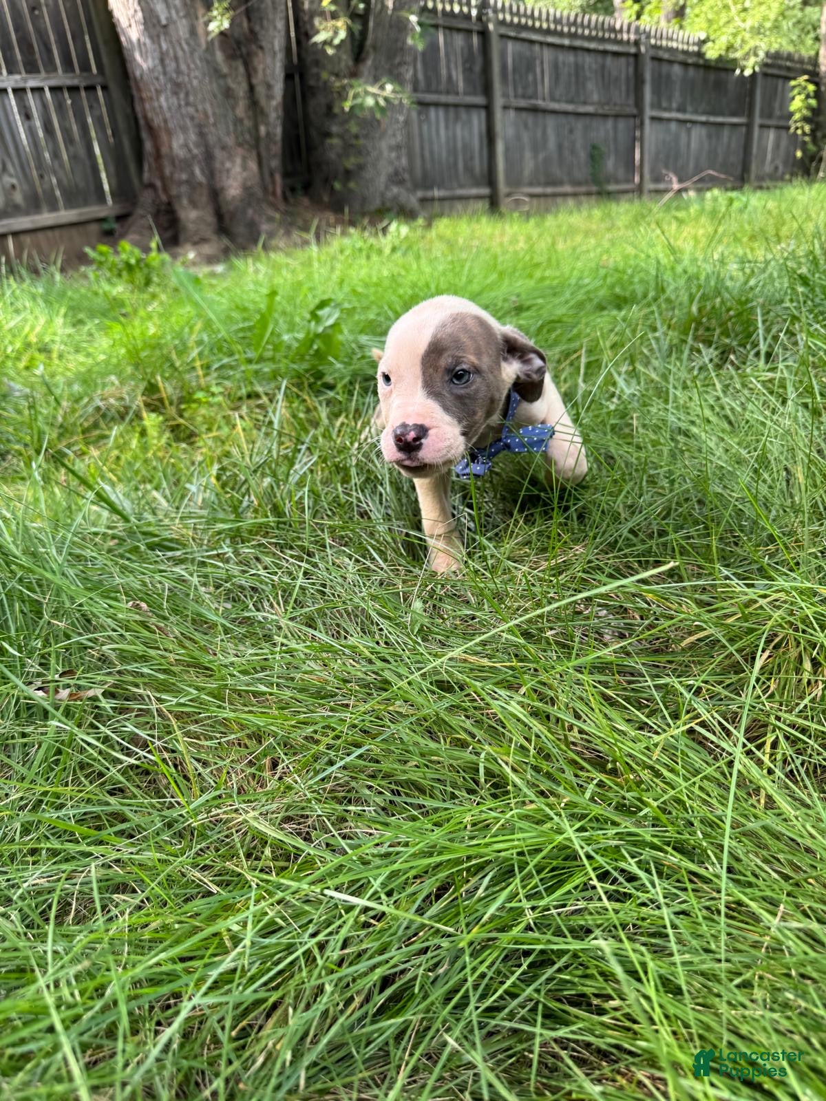 American Pit Bull Terrier dogs American Pit Bull Terrier 4 - Ad 27
