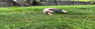 American Pit Bull Terrier 4