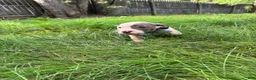 American Pit Bull Terrier dogs for sale: American Pit Bull Terrier 4 - Ad 1