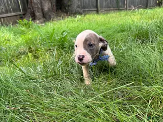 American Pit Bull Terrier dogs American Pit Bull Terrier 4 - Ad 27