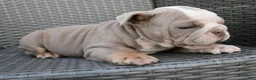 English Bulldog dogs for sale: Brody  - Ad 4