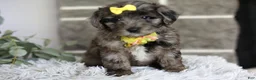 Maltipoo dogs for sale: Minnie - Ad 12