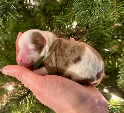 Aussiedoodle dogs Mike Wheeler - Ad 3