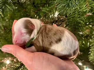 Aussiedoodle dogs Mike Wheeler - Ad 12