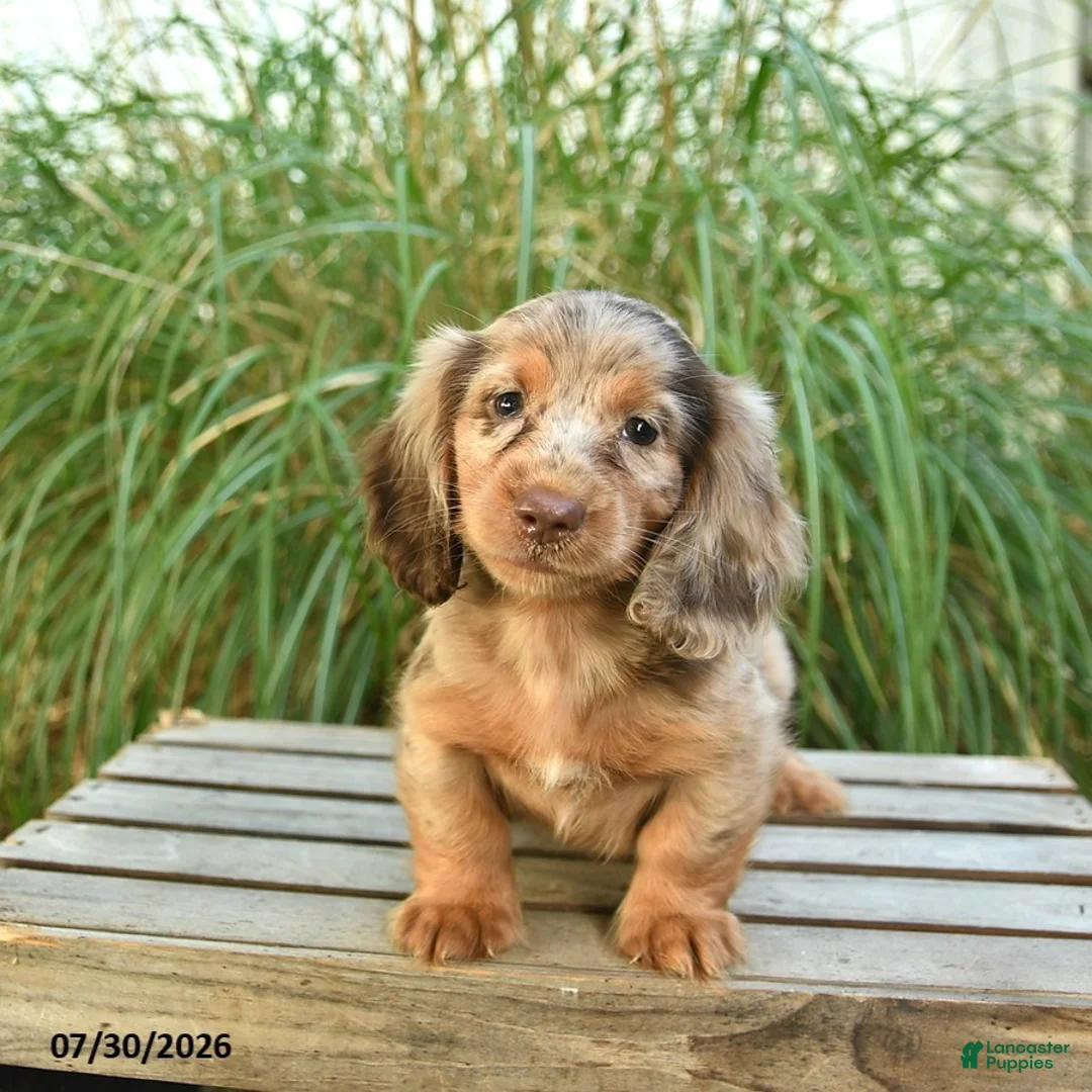 Miniature Dachshund dogs for sale: Pupcake  - Ad 2