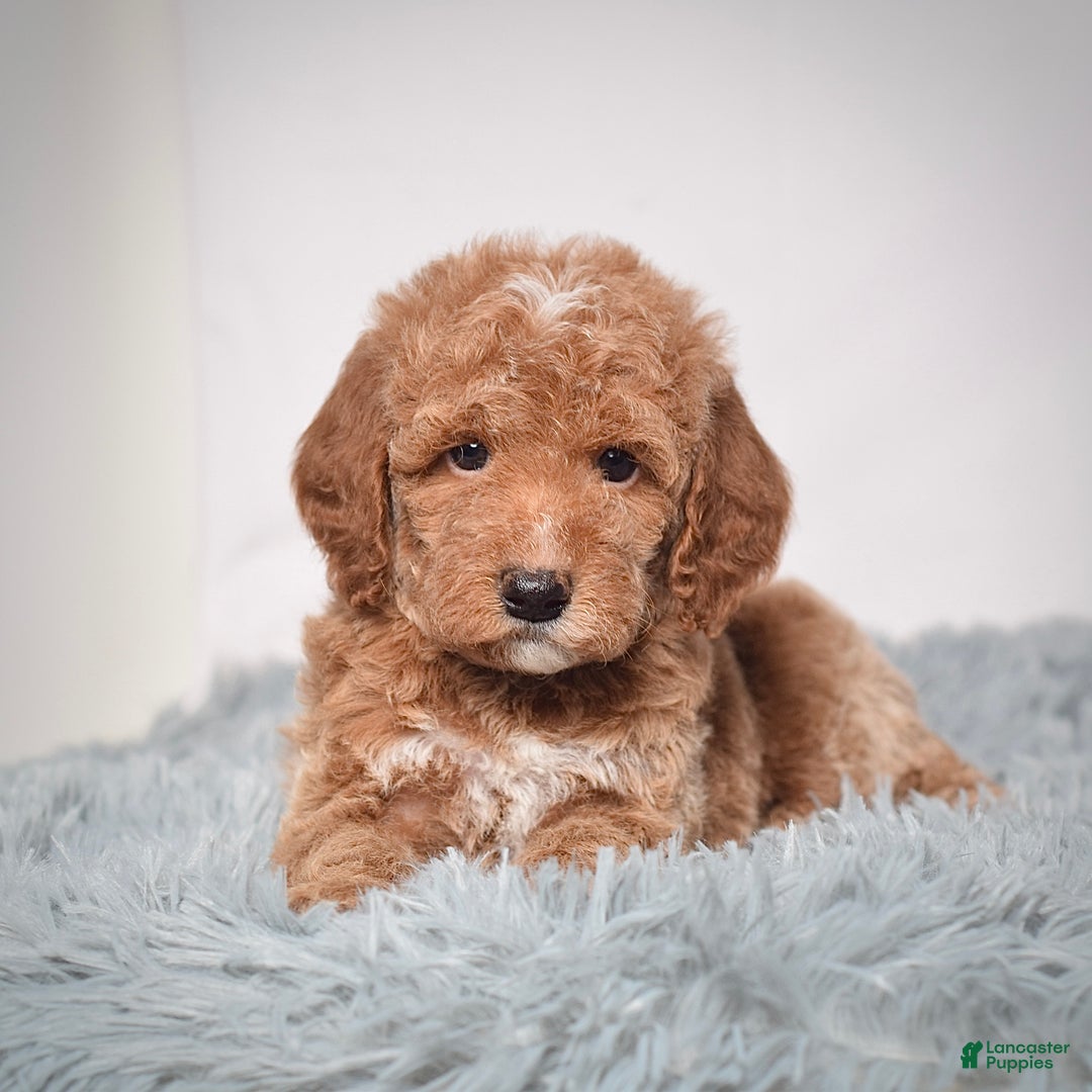 Mini Goldendoodle dogs for sale: Mr. Pluto - Ad 6