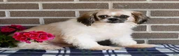 Shih Tzu dogs for sale: Alice - Ad 6