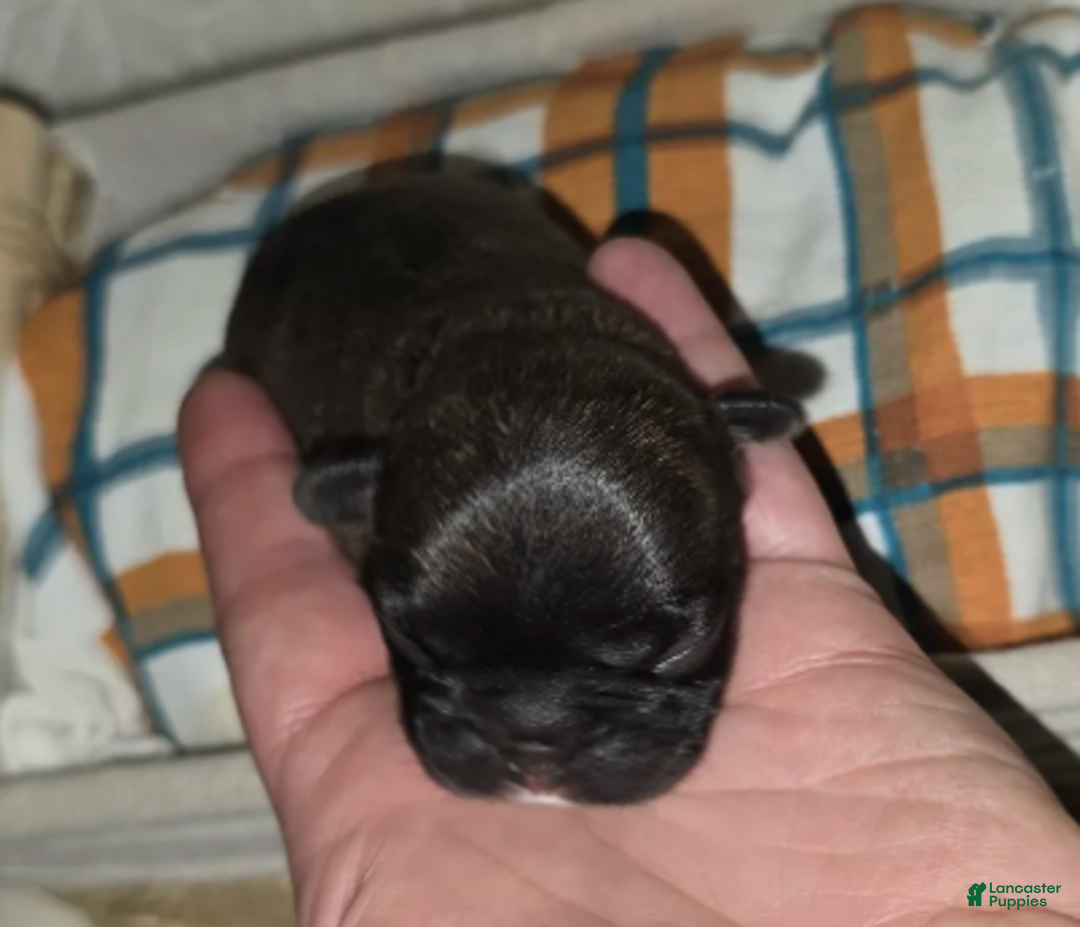 French Bulldog dogs for sale: Samson - Ad 3