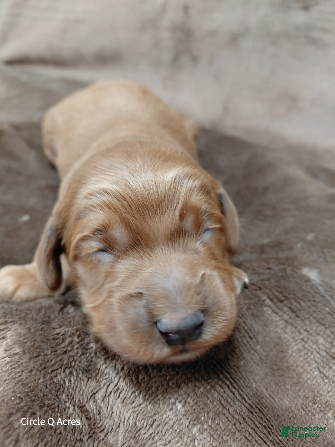 Mini Goldendoodle dogs for sale: Callie - Ad 2