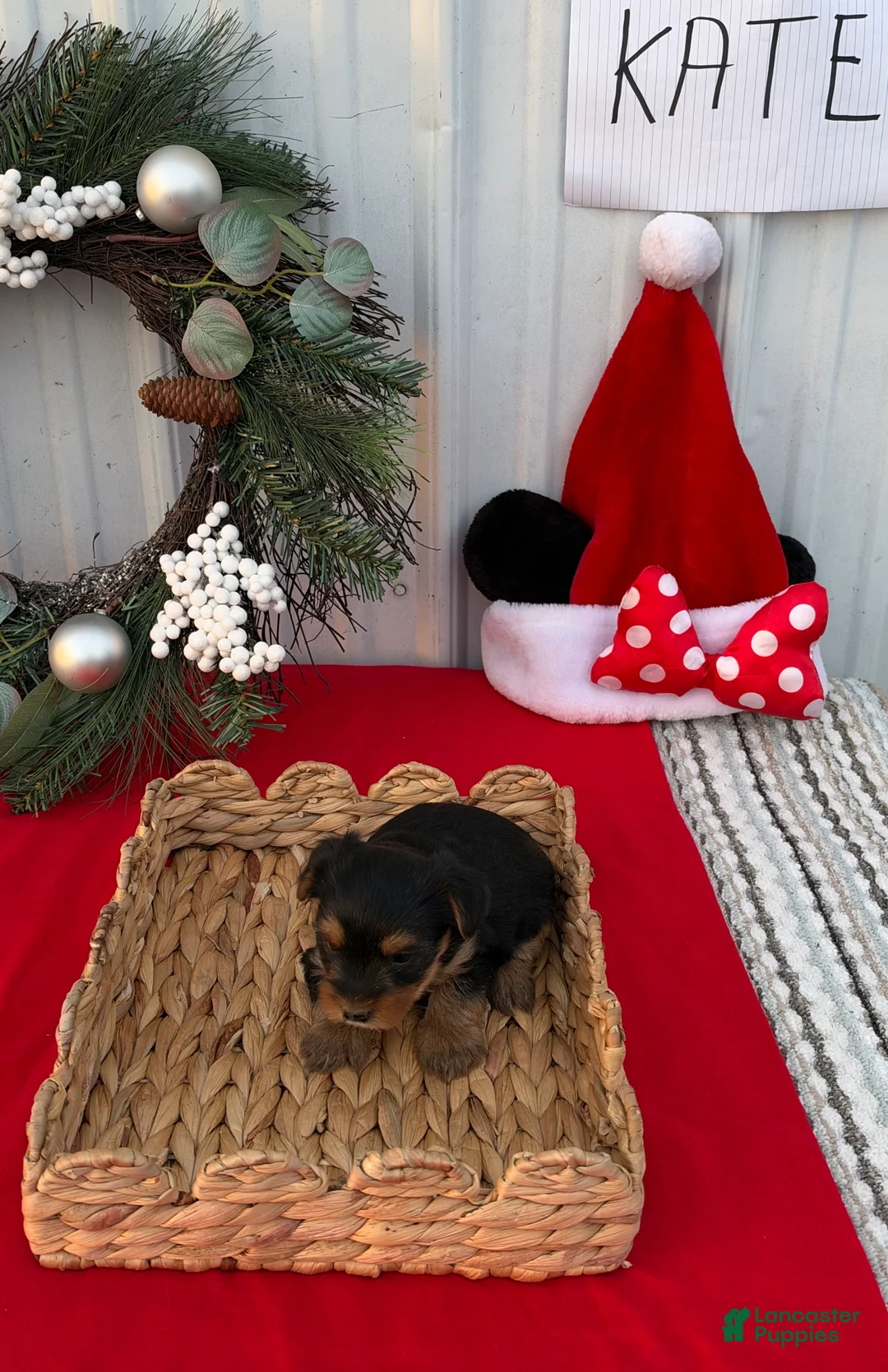 Yorkshire Terrier dogs for sale: Yorkshire Terrier 7 - Ad 2