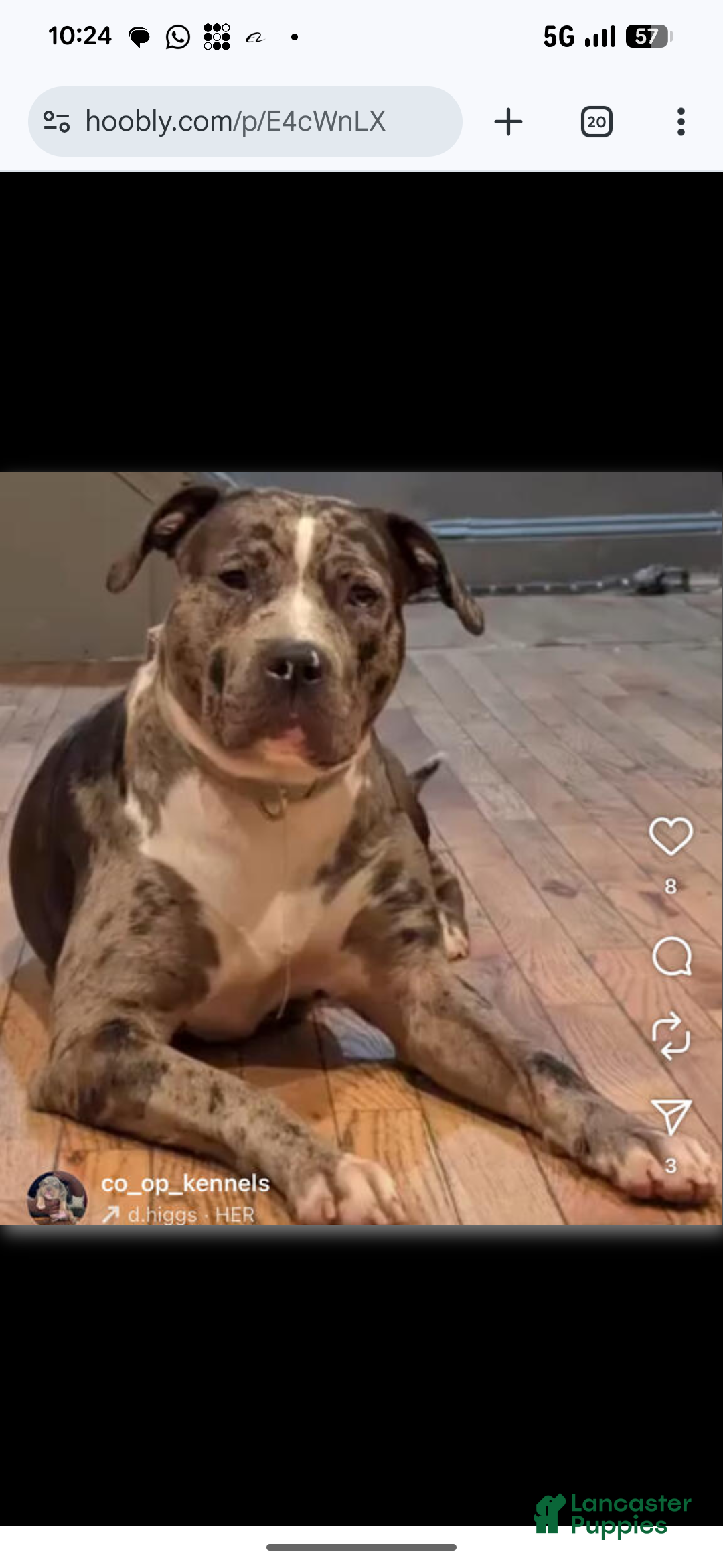 American Bully dogs for sale: Classic  - Ad 16